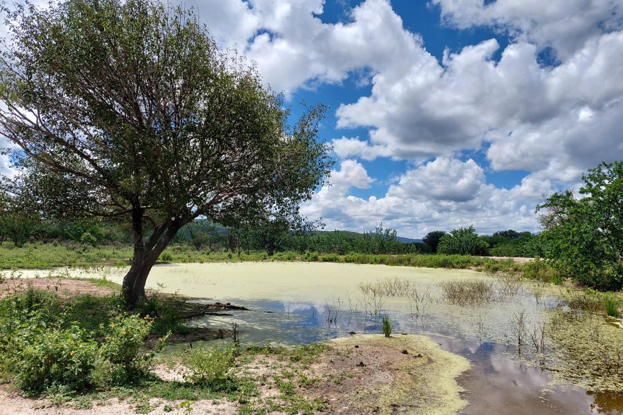 Caatinga é bioma existente no Nordeste/Foto: Governo do Estado Caatinga é bioma existente no Nordeste/Foto: Governo do Estado