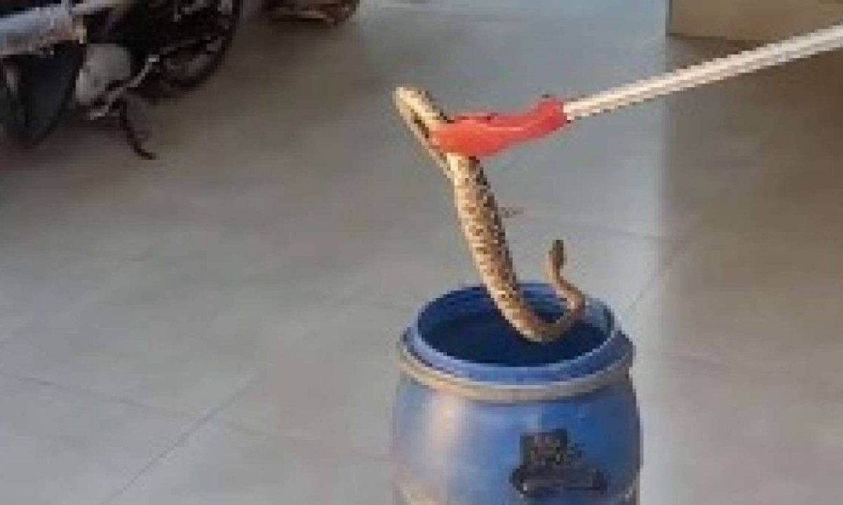Cobra foi cuidadosamente solta em seu habitat natural, longe de residências/foto: CBMMG Cobra foi cuidadosamente solta em seu habitat natural, longe de residências/foto: CBMMG