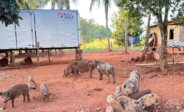 A causa da morte da vítima ainda não foi determinada devido à circunstância em que o corpo foi encontrado/foto: PC-GO A causa da morte da vítima ainda não foi determinada devido à circunstância em que o corpo foi encontrado/foto: PC-GO