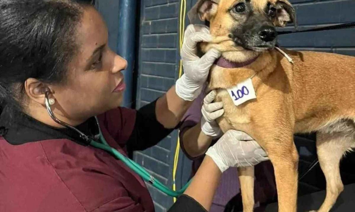 RS tem 20 mil animais em abrigos/foto: Divulgação/Procura-se um amigo