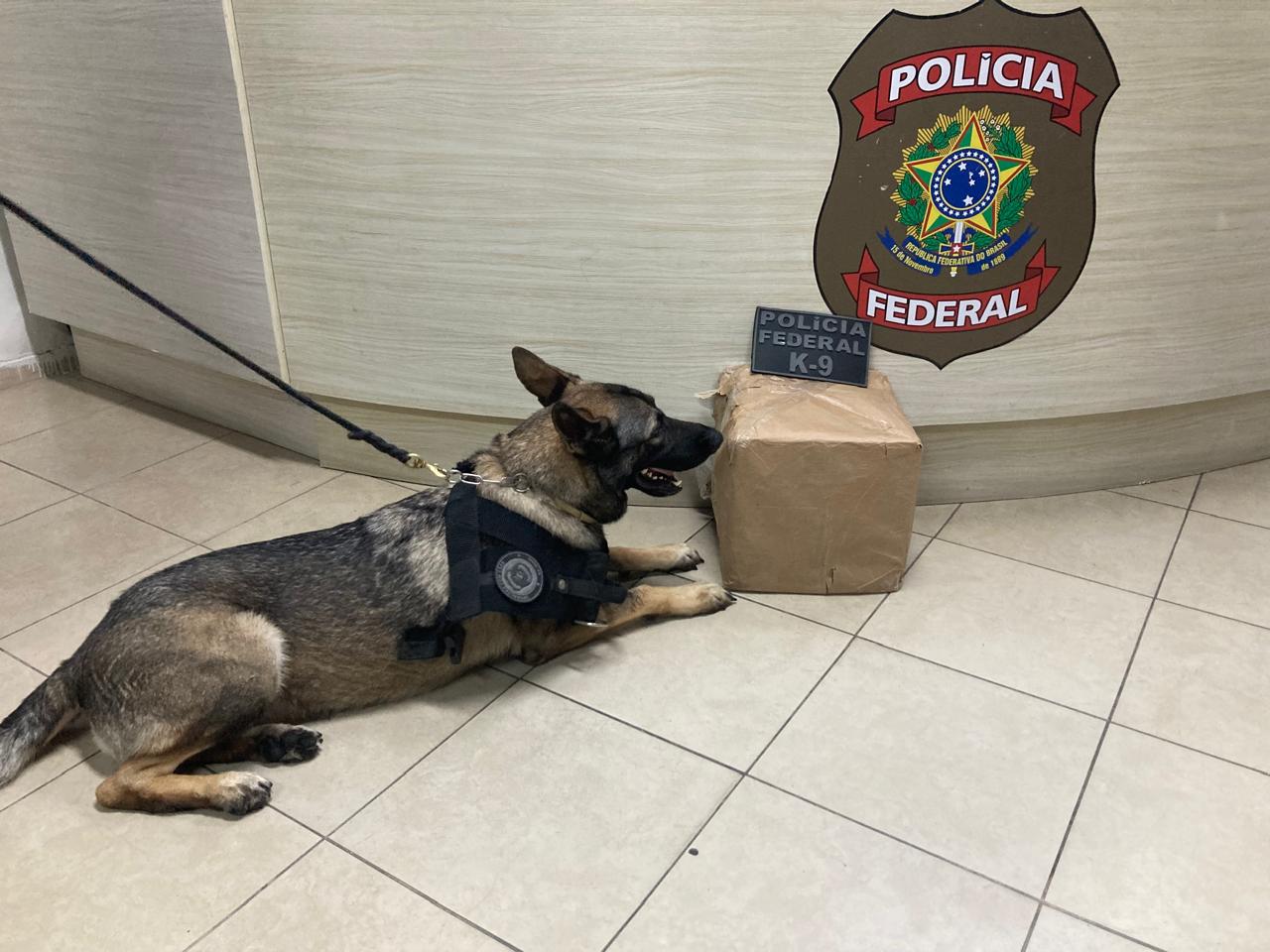 Cão rastreou drogas em transportadora
