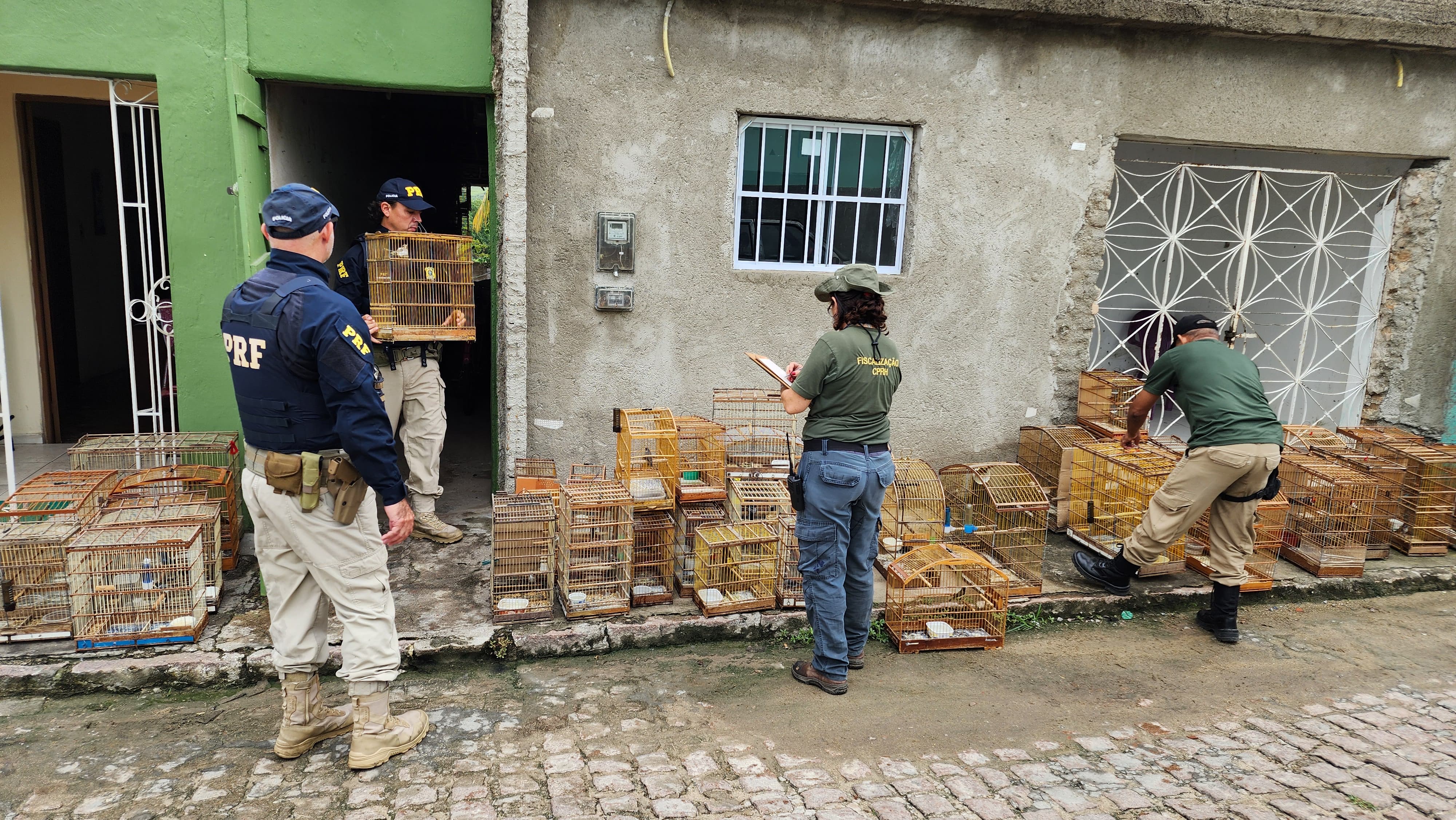 Segundo a PRF, em apenas uma das casas, foram resgatadas 68 aves que eram criadas em gaiolas (Foto: Reprodução/PRF) Segundo a PRF, em apenas uma das casas, foram resgatadas 68 aves que eram criadas em gaiolas/Foto: Reprodução/PRF