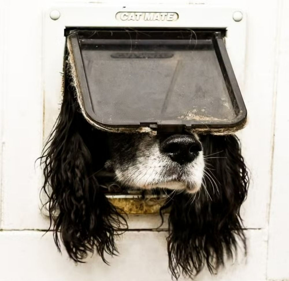 Fotografia vencedora geral do The Comedy Pet Photo Awards 2024/foto: Comedy Pet Photo Awards/Reprodução Fotografia vencedora geral do The Comedy Pet Photo Awards 2024/foto: Comedy Pet Photo Awards/Reprodução