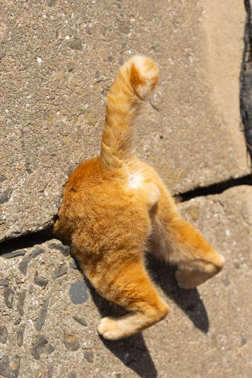 "Gato em uma emboscada como Super Mario", de Kenichi Morinaga vencedor na categoria de gatos