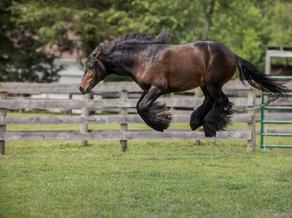 "Eu acho que vi um rato", de Debby Thomas, foi eleita a fotografia campeã na categoria de cavalos