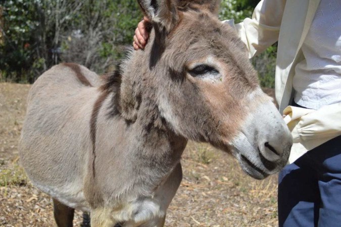 Perry, burro que serviu de modelo para personagem do filme Shrek/foto: Divulgação/Barron Park Donkeys Perry, burro que serviu de modelo para personagem do filme Shrek/foto: Divulgação/Barron Park Donkeys