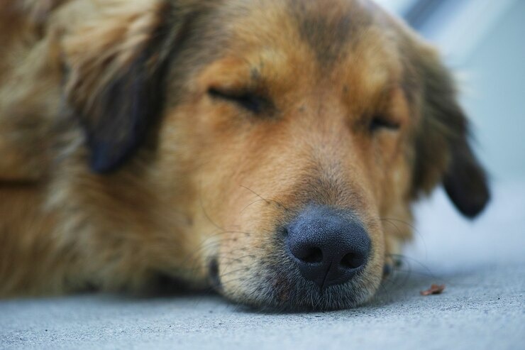 A audição dos cachorros é muito mais sensível e estes animais captam sons de 15 a 40 mil Hertz/Foto: Freepik A audição dos cachorros é muito mais sensível e estes animais captam sons de 15 a 40 mil Hertz/Foto: Freepik