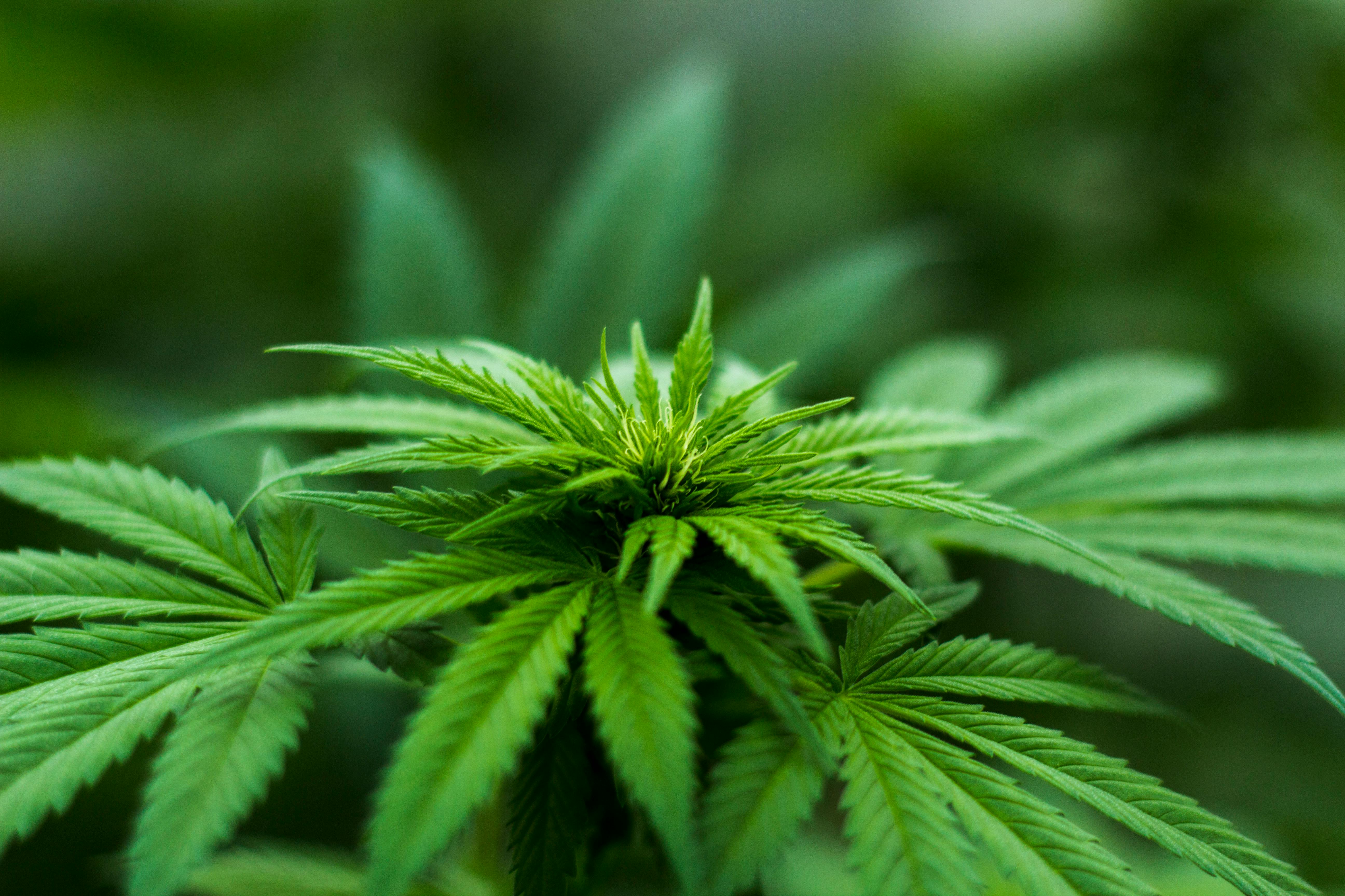 Michael Fischer/Pexels/STF também vai definir quantidade de maconha que deve caracterizar uso pessoal, e não tráfico de drogas Michael Fischer/Pexels/STF também vai definir quantidade de maconha que deve caracterizar uso pessoal, e não tráfico de drogas
