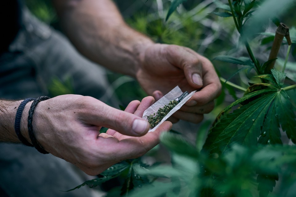 O supremo alerta que a descriminalização não legaliza uso da droga/foto: Freepik O supremo alerta que a descriminalização não legaliza uso da droga/foto: Freepik