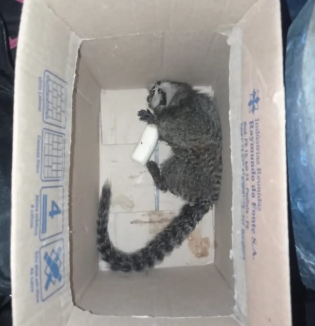 Sagui ferido está em tratamento/Foto: PM Sagui ferido está em tratamento/Foto: PM