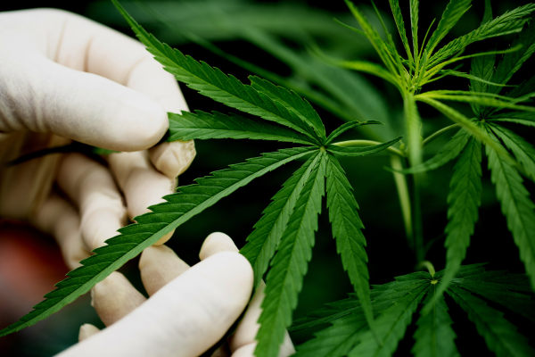 STF finalizou o julgamento que descriminalizou o porte de maconha para uso pessoal/Foto: Jcomp/Freepik STF finalizou o julgamento que descriminalizou o porte de maconha para uso pessoal/Foto: Jcomp/Freepik