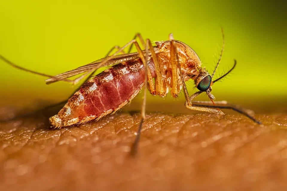 A Febre Oropouche é transmitida por um mosquito, o Culicoides paraensis/foto: Lauren Bishop/CDC/Divulgação A Febre Oropouche é transmitida por um mosquito, o Culicoides paraensis/foto: Lauren Bishop/CDC/Divulgação