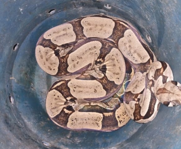 /Foto: Divulga&ccedil;&atilde;o/PMPE