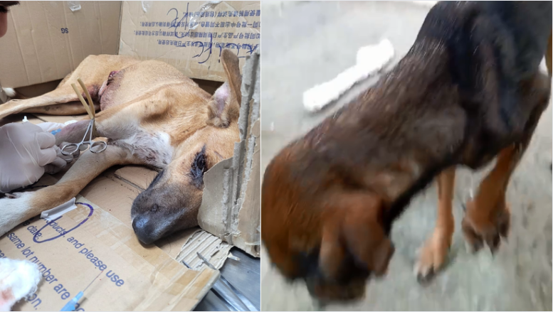 /À esquerda José Inocêncio, o cachorro agredido no Recife. À direita, a cadelinha ferida.