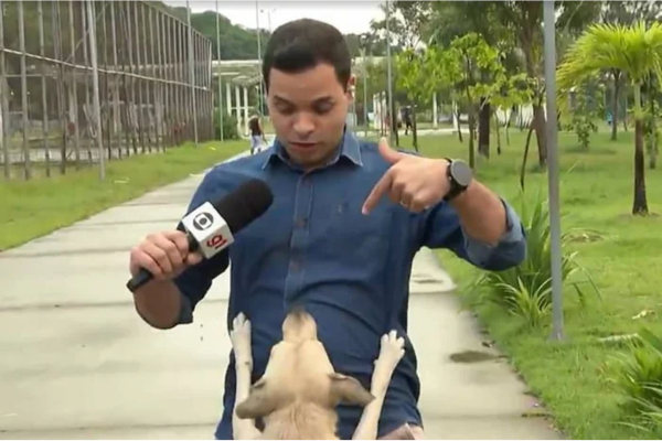 vira-lata Caramelo invadindo jornal