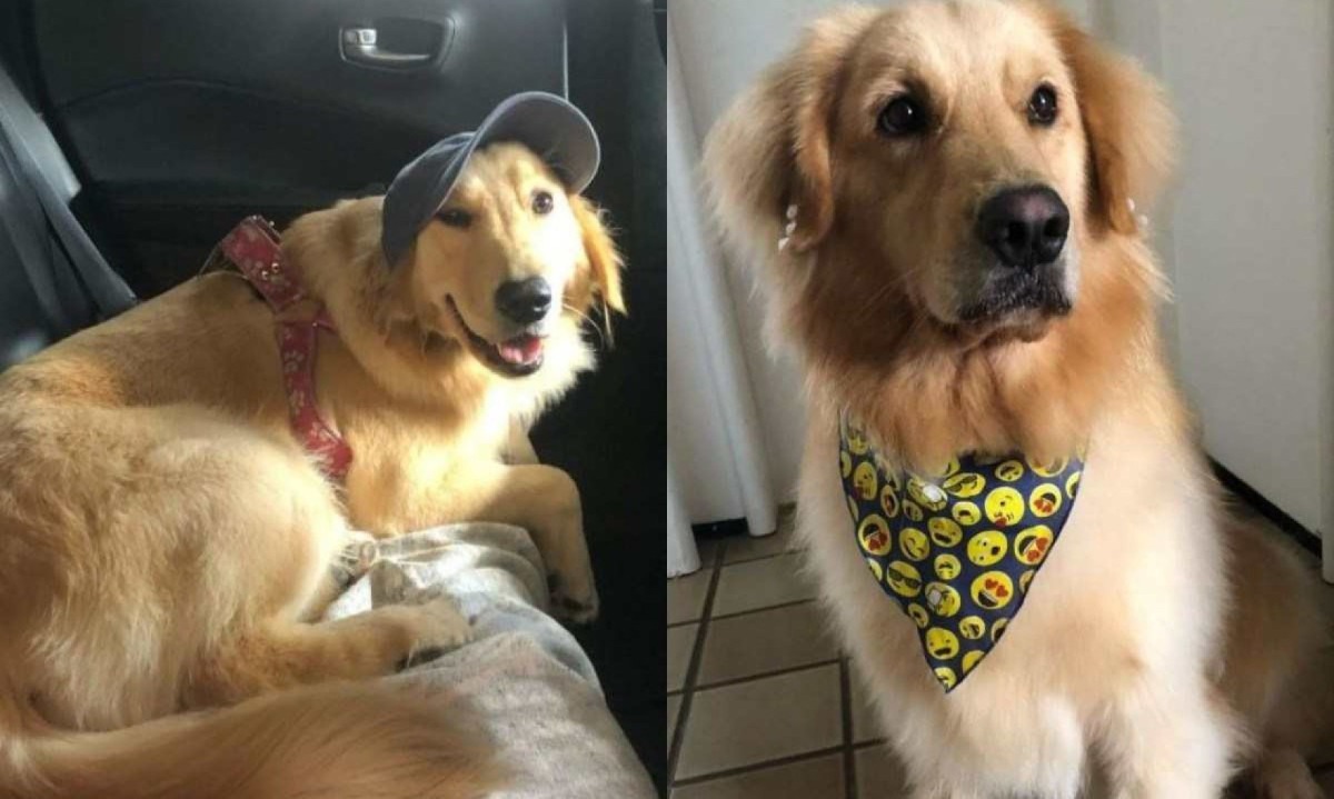 Gaia, de 5 anos, morreu dois dias após embarcar no veículo da transportadora/foto: Reprodução/Instagram