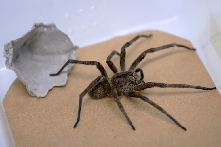 Aranha-armadeira/foto: AFP