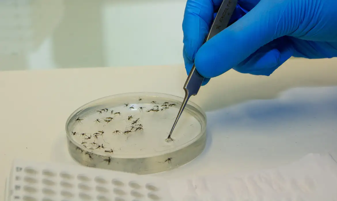 A febre &eacute; transmitida por mosquitos, principalmente pelo Culicoides paraense, conhecido popularmente como Maruim/Foto: Fl&aacute;vio Carvalho/WMP Brasil/Fiocruz