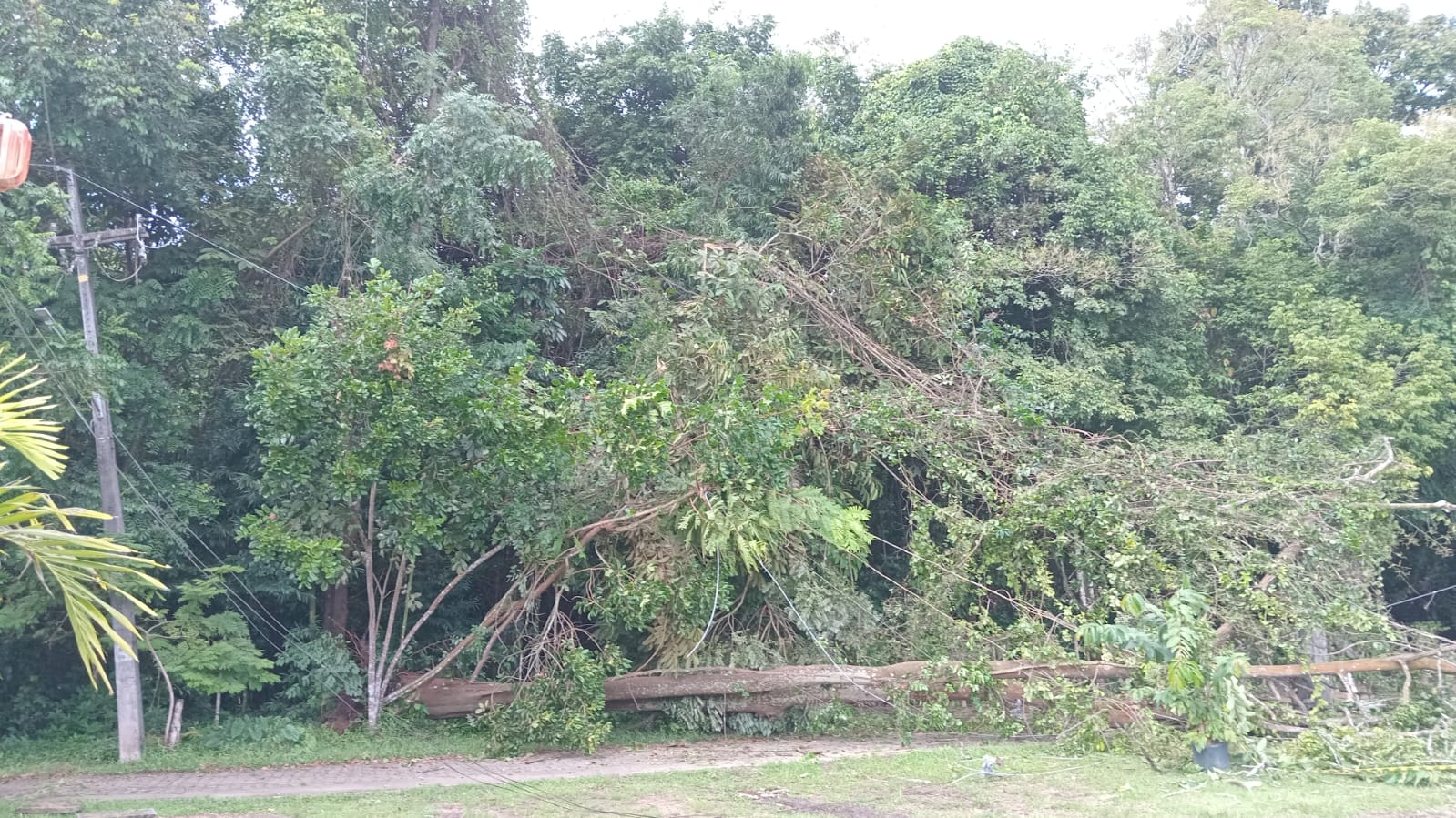 Por causa de queda de árvore, Jardim Botânico teve que fechar/Foto: Divulgação Por causa de queda de árvore, Jardim Botânico teve que fechar/Foto: Divulgação