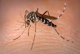Mosquito transmite arboviroses/Foto: Arquivo Mosquito transmite arboviroses/Foto: Arquivo