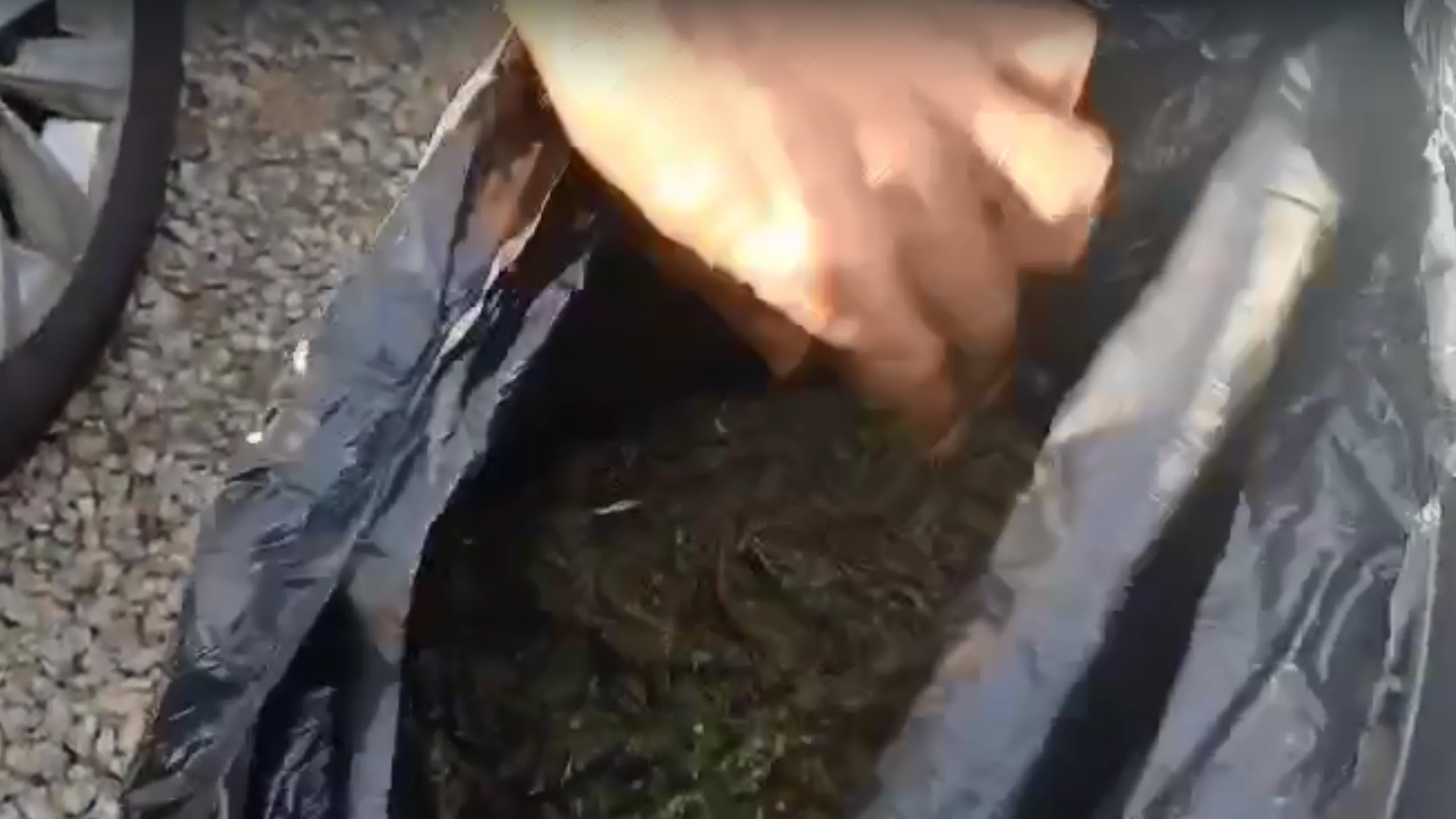 Maconha estava em saco de lixo dentro de carro/Imagem: PRF Maconha estava em saco de lixo dentro de carro/Imagem: PRF