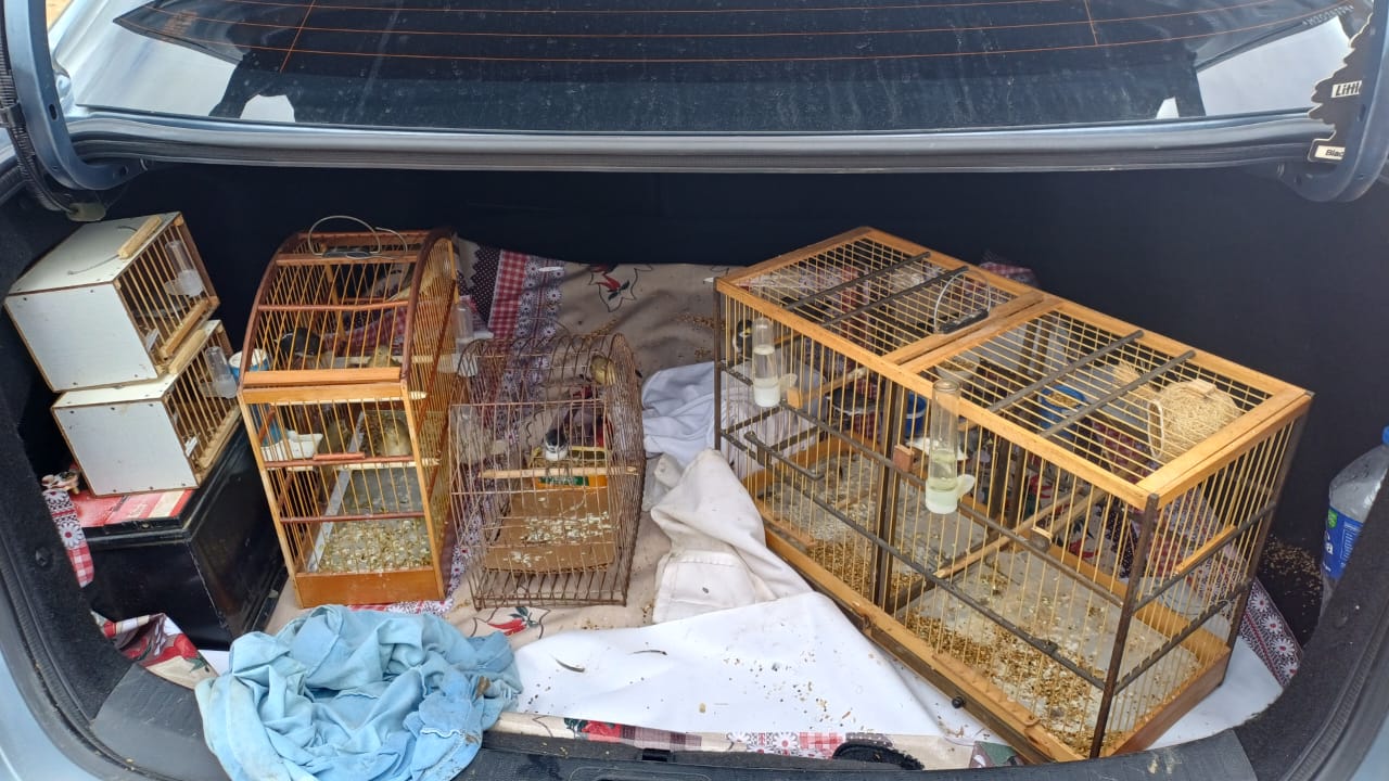 A equipe emitiu um Termo Circunstanciado de Ocorrência (TCO) por maus tratos e as aves foram encaminhadas ao órgão ambiental/Foto: Reprodução/PRF A equipe emitiu um Termo Circunstanciado de Ocorrência (TCO) por maus tratos e as aves foram encaminhadas ao órgão ambiental/Foto: Reprodução/PRF