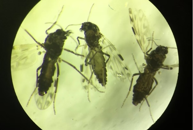 Imagem de microscópio retrata o mosquito Culicoides paraenses, transmissor da febre oropouche/Foto: Divulgação/Mato Grosso Saúde Imagem de microscópio retrata o mosquito Culicoides paraenses, transmissor da febre oropouche/Foto: Divulgação/Mato Grosso Saúde