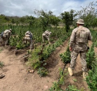 Agentes da PM e PF erradicam plantio de maconha em Flores-PE/Divulgação/PM-PE