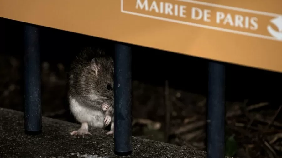Ratos de Paris já foram retratados com humor na animação "Ratatouille"/foto: AFP / PHILIPPE LOPEZ Ratos de Paris já foram retratados com humor na animação "Ratatouille"/foto: AFP / PHILIPPE LOPEZ