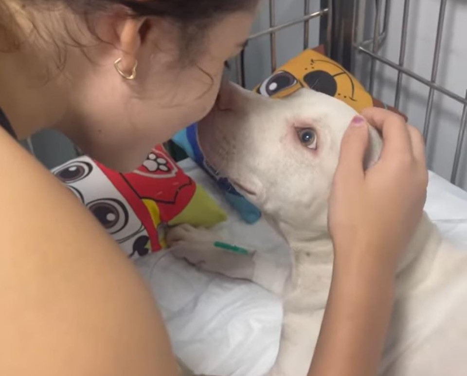 O pet está internado em uma clínica veterinária/Foto: Reprodução/Instagram