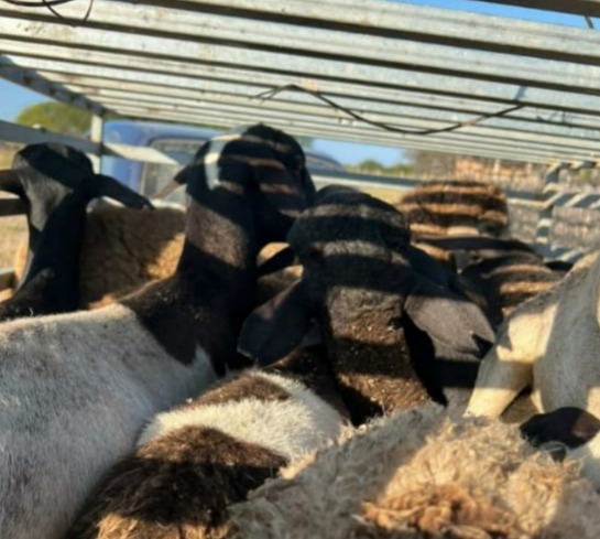 /Foto: Divulga&ccedil;&atilde;o/PMPE