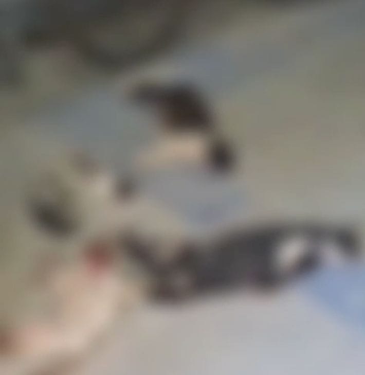 Gatos foram encontrados mortos na UFRPE/Foto: Reprodução/Redes Sociais Gatos foram encontrados mortos na UFRPE/Foto: Reprodução/Redes Sociais