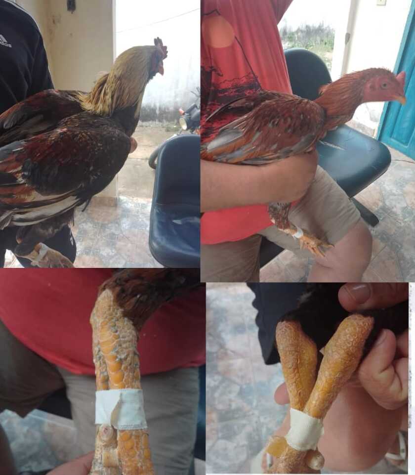 /Foto: Divulgação/CIPOMA /Foto: Divulgação/CIPOMA