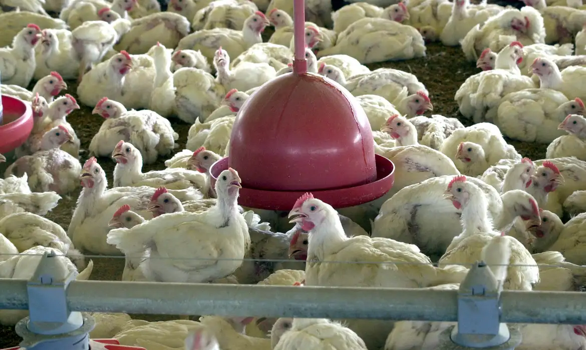 Governo aguarda retirada da suspensão de importação de carnes de aves/foto: Arquivo/Agência Brasil Governo aguarda retirada da suspensão de importação de carnes de aves/foto: Arquivo/Agência Brasil