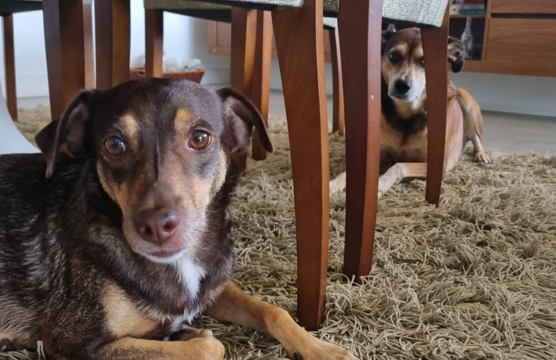 Nicolau e Pagu foram resgatados das ruas
