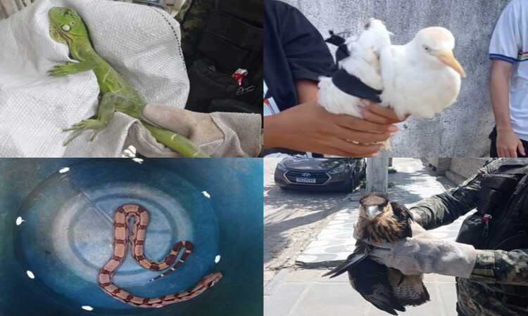 Em casos de resgate de animais silvestres, a população deve ligar para o número de emergência da PMPE, 190/Foto: Divulgação/PMPE