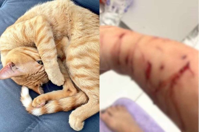 Gato Thor teria se isolado na área de serviço após atacar a tutora/foto: Reprodução/Internet Gato Thor teria se isolado na área de serviço após atacar a tutora/foto: Reprodução/Internet