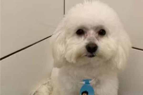 Cachorro da raça poodle de pelo branco com gravata azul/Crédito: Arquivo pessoal Cachorro da raça poodle de pelo branco com gravata azul/Crédito: Arquivo pessoal