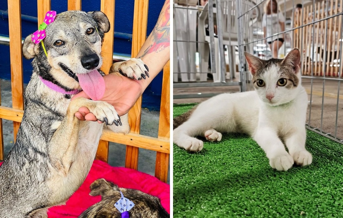 Estarão disponíveis para adoção 20 cães e 10 gatos, todos castrados e vermifugados/Foto: Divulgação Estarão disponíveis para adoção 20 cães e 10 gatos, todos castrados e vermifugados/Foto: Divulgação