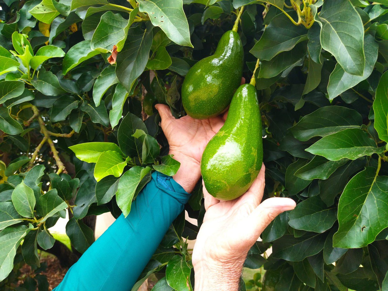 /Foto: Denis De Lima