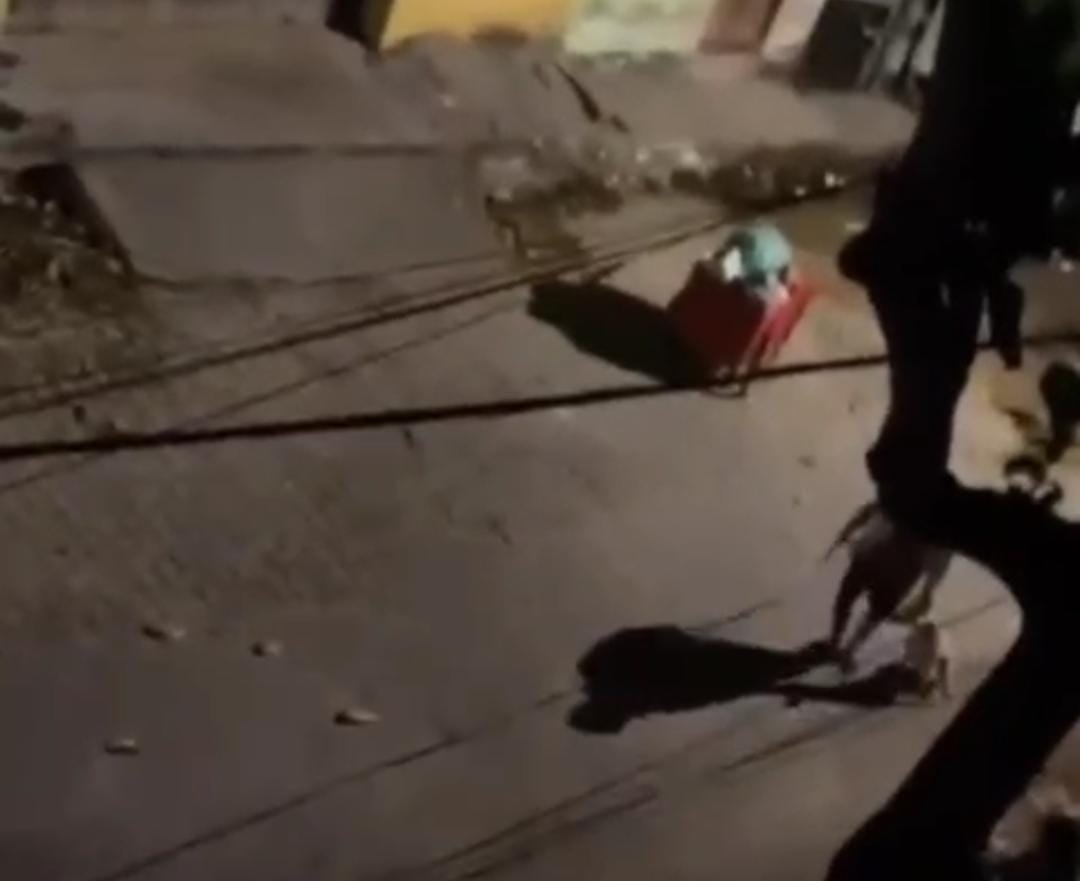 O vídeo que circula nas redes sociais mostra o momento em que o cachorro é agredido com golpes de um objetivo que parece um chicote enquanto uma mulher pede para que o homem pare de maltratar o animal/Foto: Reprodução/Instagram O vídeo que circula nas redes sociais mostra o momento em que o cachorro é agredido com golpes de um objetivo que parece um chicote enquanto uma mulher pede para que o homem pare de maltratar o animal/Foto: Reprodução/Instagram