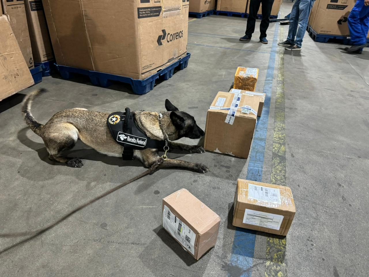 Cão farejador achou drogas nos Correios