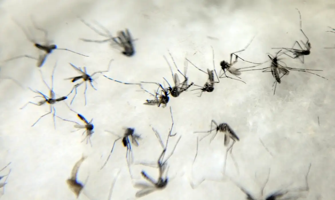 Das 12 mortes confirmadas, 10 foram causadas por dengue/Arquivo/Agência Brasil Das 12 mortes confirmadas, 10 foram causadas por dengue/Arquivo/Agência Brasil
