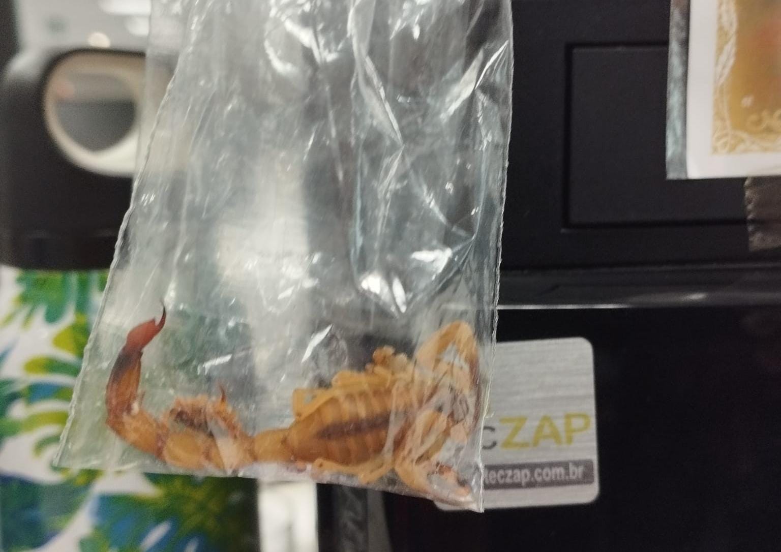 Ações de dedetização não estão sendo o suficiente para acabar com a invasão dos animais, que caem do teto e andam pelo chão e pelas mesas onde ficam os computadores/Foto: Reprodução/Whatsapp Ações de dedetização não estão sendo o suficiente para acabar com a invasão dos animais, que caem do teto e andam pelo chão e pelas mesas onde ficam os computadores/Foto: Reprodução/Whatsapp