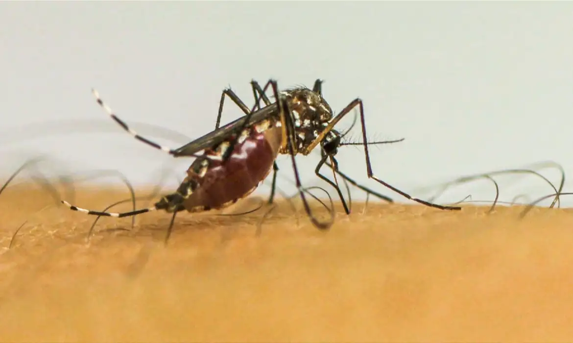 O relatório da SES aponta que 64 municípios pernambucanos estão com alta incidência de casos de dengue/Foto: Frame/EBC O relatório da SES aponta que 64 municípios pernambucanos estão com alta incidência de casos de dengue/Foto: Frame/EBC