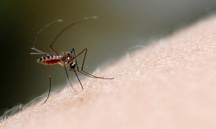 Pernambuco já registrou, entre os dias 31 de dezembro de 2023 e 07 de setembro de 2024, 10.269 casos de dengue, sendo 174 casos graves prováveis e 12 óbitos confirmados/Foto: Arquivo/DP Pernambuco já registrou, entre os dias 31 de dezembro de 2023 e 07 de setembro de 2024, 10.269 casos de dengue, sendo 174 casos graves prováveis e 12 óbitos confirmados/Foto: Arquivo/DP