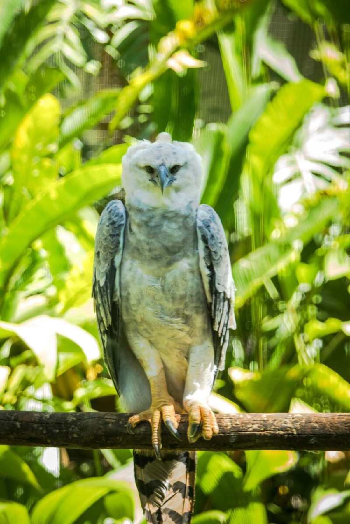 Na foto, gavião rcal que, após ter sido resgatado em condições de maus tratos. recebe cuidados no BioPargue Vale Amazonia em Canajas (PA, um dos principais
centros de pesquisa, conservação e educação sobre a biodiversidade da Amazonia na região norte do Brasil