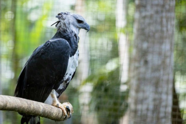 Na foto, gavião-real que, após ter sido resgatado em condições de maus-tratos, recebe cuidados no BioParque Vale Amazônia, em Carajás (PA), um dos principais centros de pesquisa, conservação e educação sobre a biodiversidade da Amazônia na região norte do Brasil/Crédito: Anderson dos Santos de Souza Na foto, gavião-real que, após ter sido resgatado em condições de maus-tratos, recebe cuidados no BioParque Vale Amazônia, em Carajás (PA), um dos principais centros de pesquisa, conservação e educação sobre a biodiversidade da Amazônia na região norte do Brasil/Crédito: Anderson dos Santos de Souza