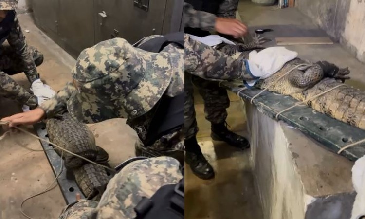O réptil estava escondido ao lado de um armário. Segundo a Companhia Brasileira de Trens Urbanos (CBTU), ele não apresentava ferimentos/Foto: Reprodução de vídeo