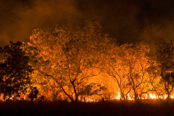 Os biomas Cerrado e Amazônia, foram os que mais queimaram/Crédito: Agência Brasil Os biomas Cerrado e Amazônia, foram os que mais queimaram/Crédito: Agência Brasil